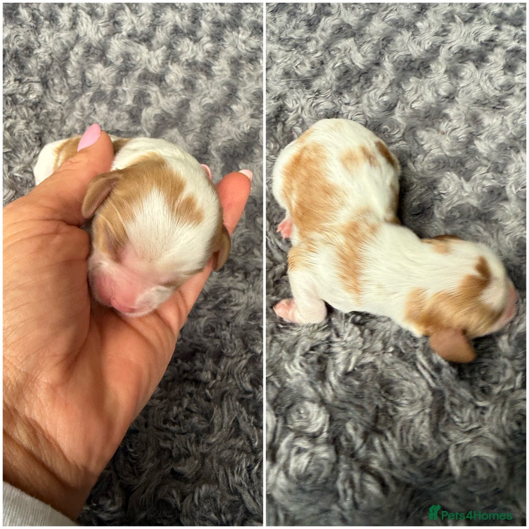 Cavalier King Charles Spaniel dogs for sale: Cavalier King Childs Sapaniel - Image 12