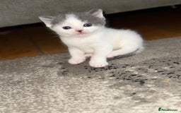 Mixed Breed cats for sale: Stunning Mixed Shorthair Kittens  - Image 2