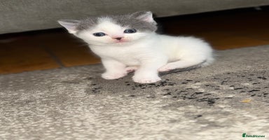 Mixed Breed cats - Advert 13