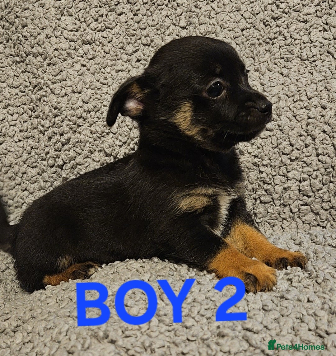 Chihuahua dogs for sale: Chihuahua puppies  - Advert 7