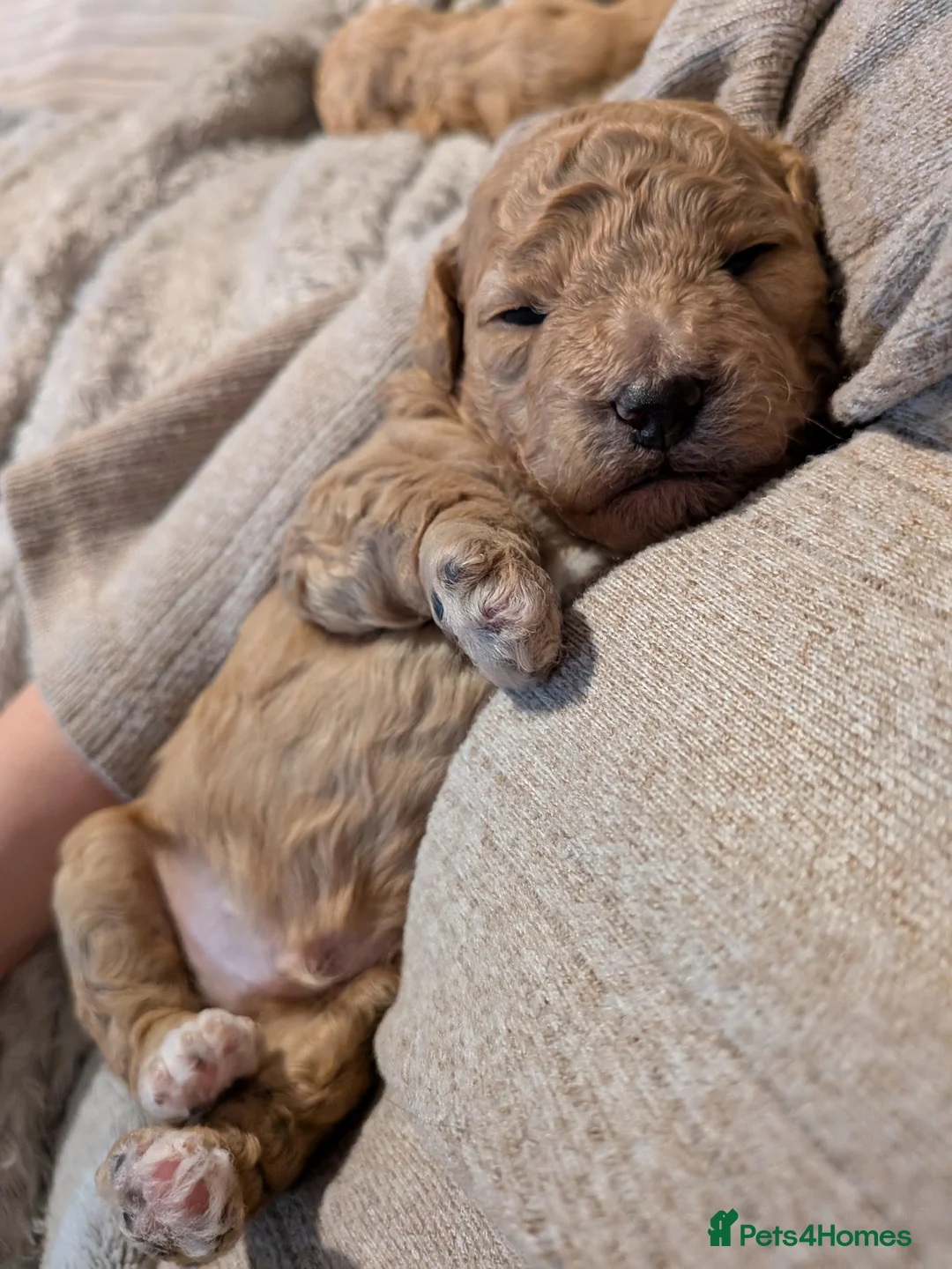 Lhasapoo dogs for sale: 4 gorgeous male lhasapoo puppies  - Advert 4