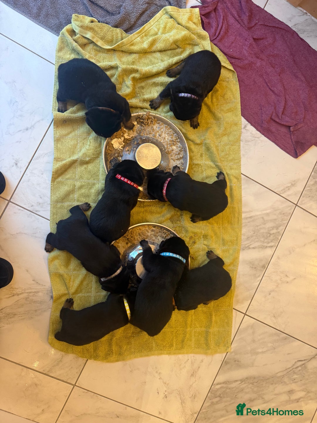 Rottweiler dogs for sale: Chunky Rottweiler puppies - Advert 2
