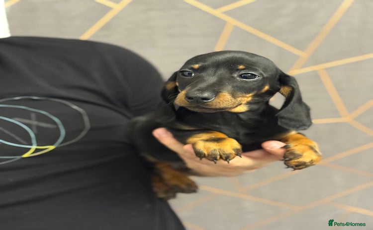 Miniature Dachshund dogs Miniature dachshund (Last Black & Tan male) - Advert 16
