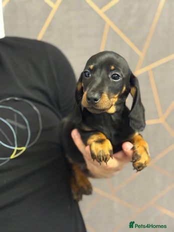 Miniature Dachshund dogs Miniature dachshund (Last Black & Tan male) - Advert 1