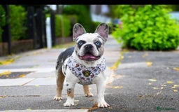 French Bulldog dogs for stud: King koi  in Sittingbourne - Image 2