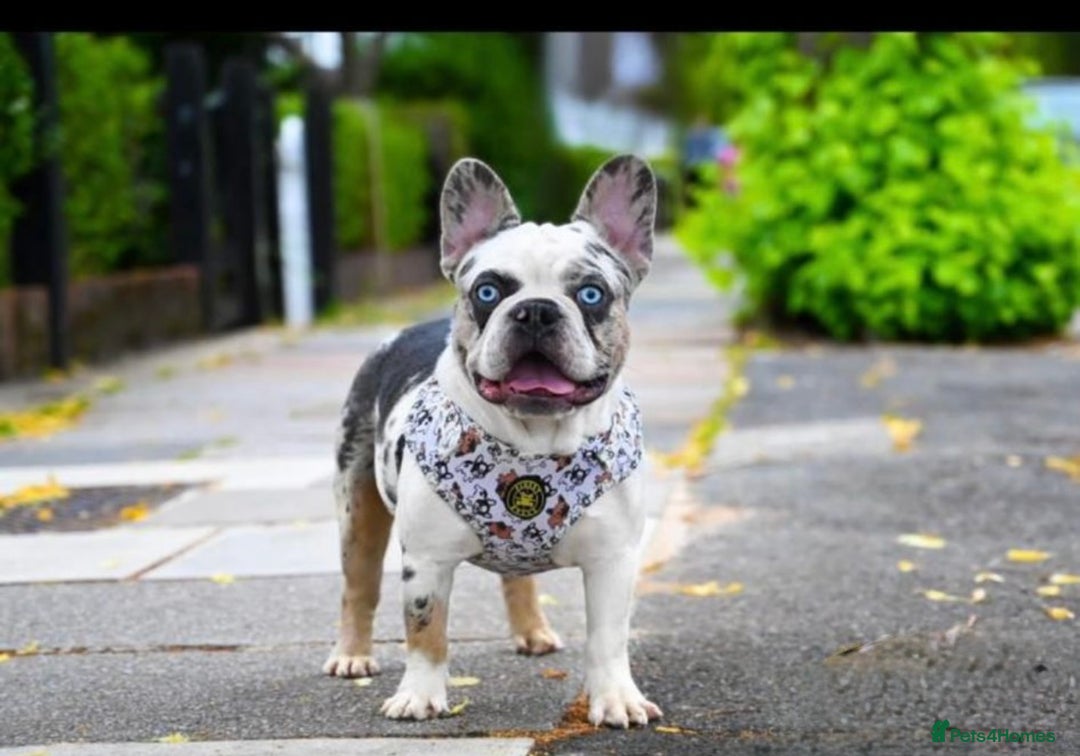 French Bulldog dogs for stud: King koi  in Sittingbourne - Image 2