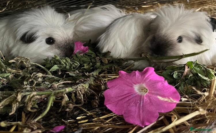 Guinea Pig rodents - Advert 4