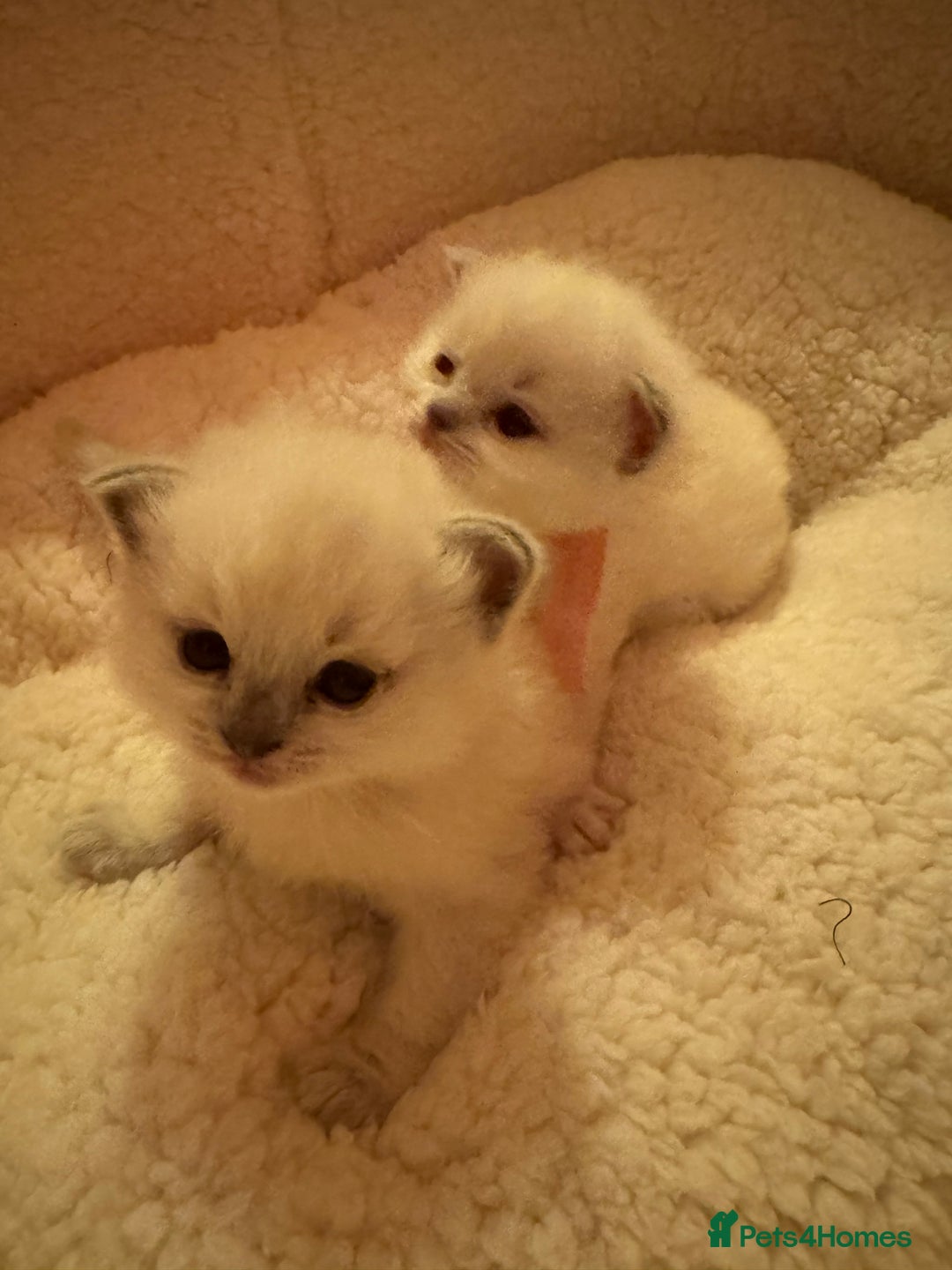 RagaMuffin cats for sale: Beautiful Ragamuffin Kittens - BSH/Ragdoll Cross - Advert 21