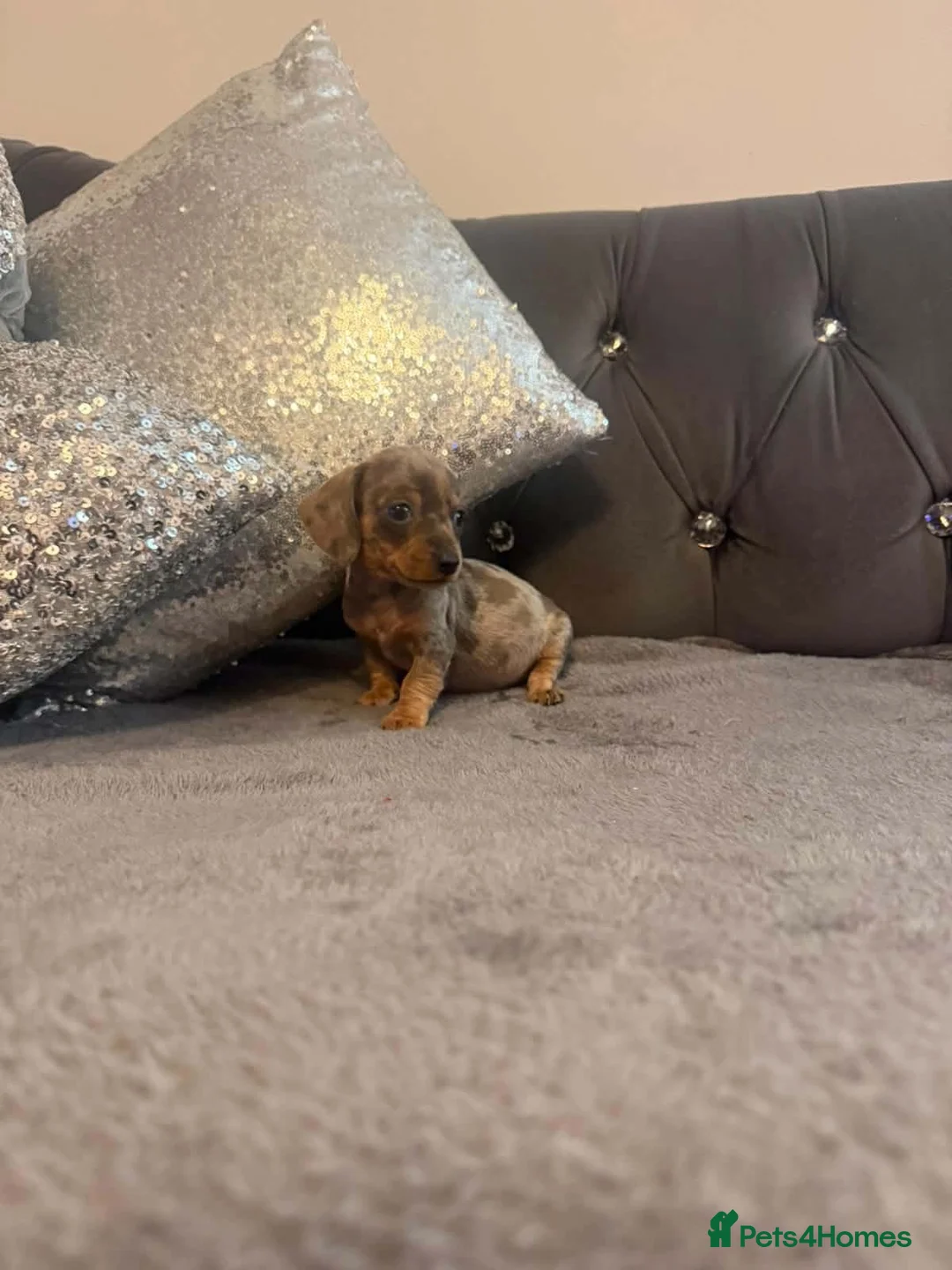 Dachshund dogs for sale: Stunning litter of dapple daschund pups  - Advert 2