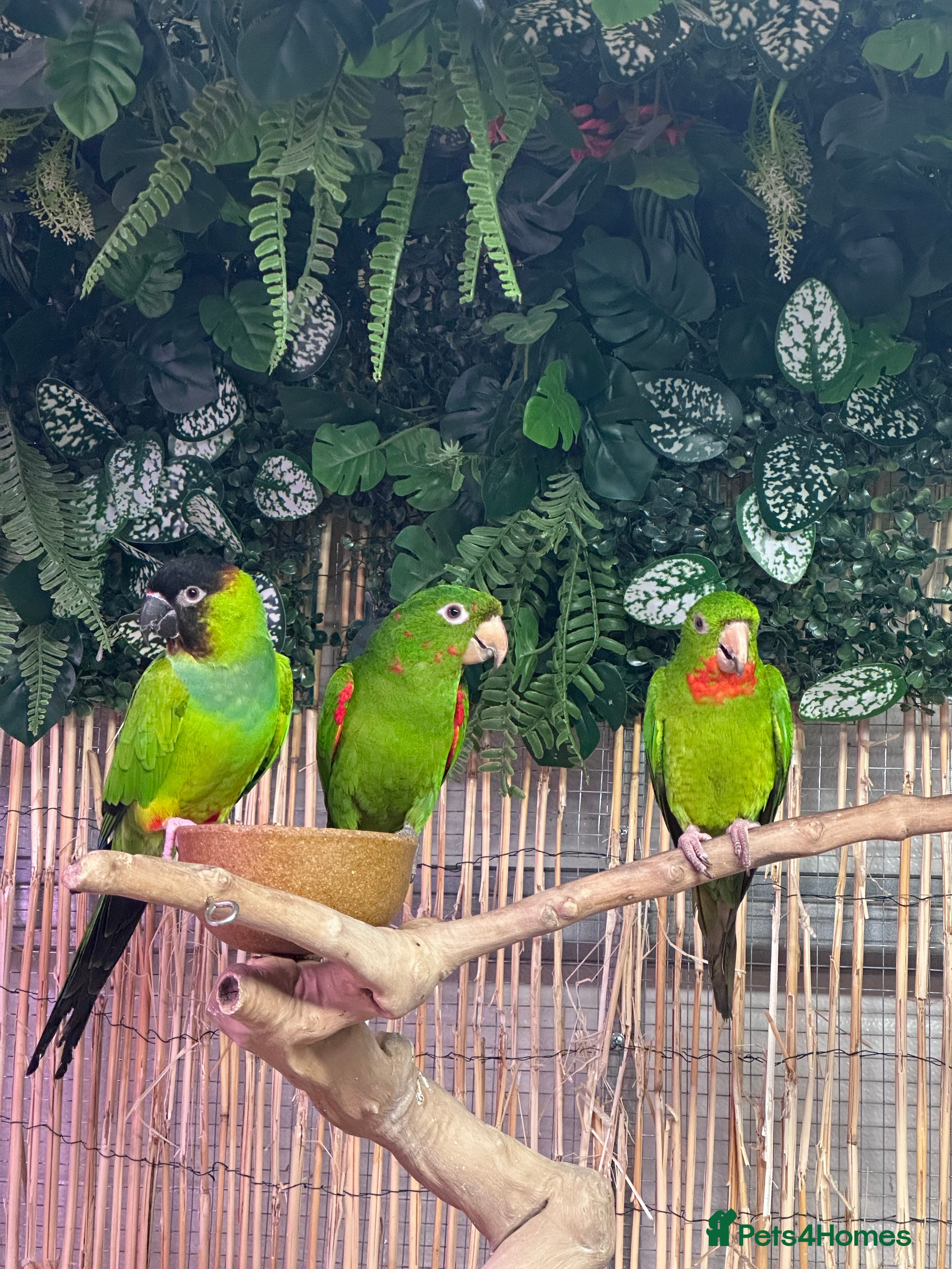 Conures birds Aviary bred conures  - Advert 1