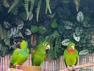 Conures birds Aviary bred conures - Advert 14