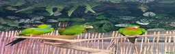 Conures birds for sale: Aviary bred conures  - Advert 1