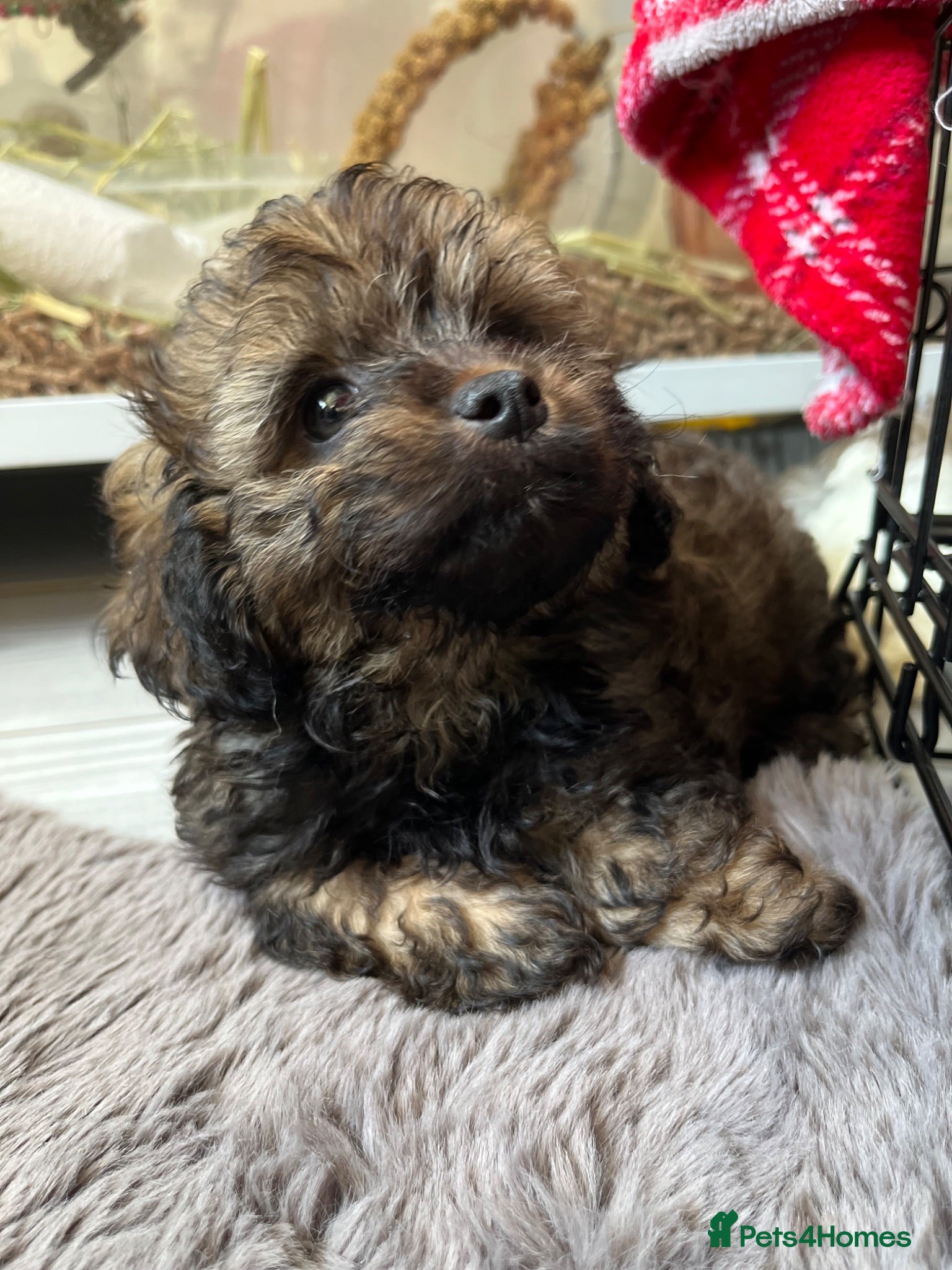 Shihpoo dogs Toy shihpoo puppies ❤️ - Advert 1