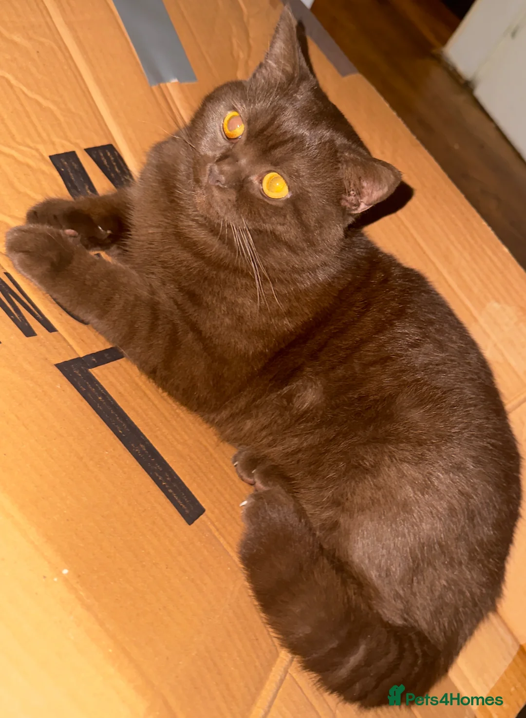 British Shorthair cats for sale: Rare GCCF Cinnamon British Shorthair Male Kitten - Advert 1