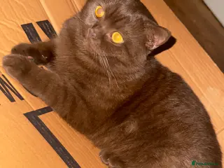 British Shorthair cats Rare GCCF Cinnamon British Shorthair Male Kitten - Advert 1