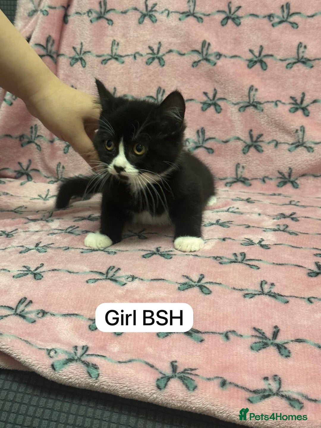 British Shorthair cats for sale: PURE BSH Girl kitten and BSH mix adorable boys - Advert 3