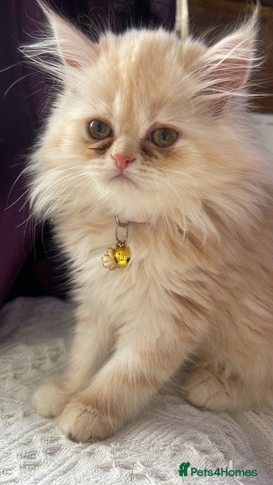 Persian cats for sale: Exotic doll face Persian kittens  - Image 2