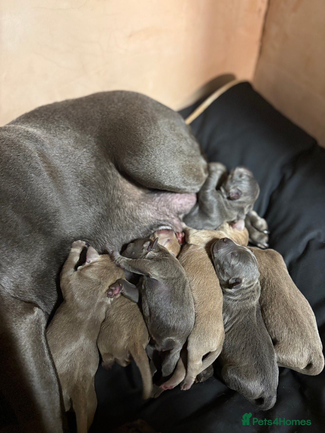 Staffordshire Bull Terrier dogs for sale: 7 gorgeous blue/lilac staffies - Image 2