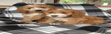 Cockapoo 3