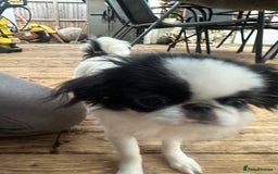 Japanese Chin dogs for sale: female - Advert 18