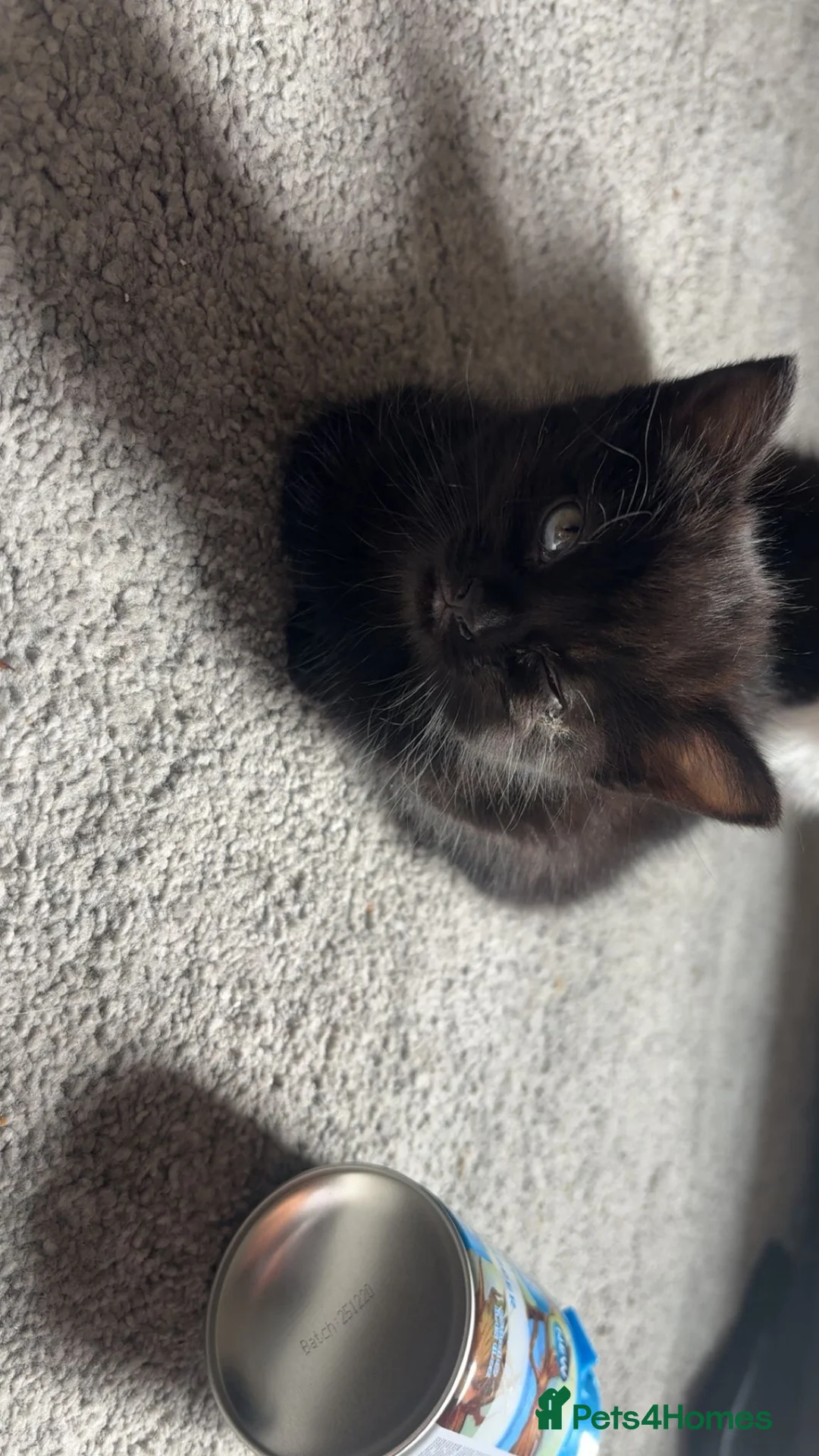 Domestic Shorthair cats for sale: Family in Birmingham - Advert 2