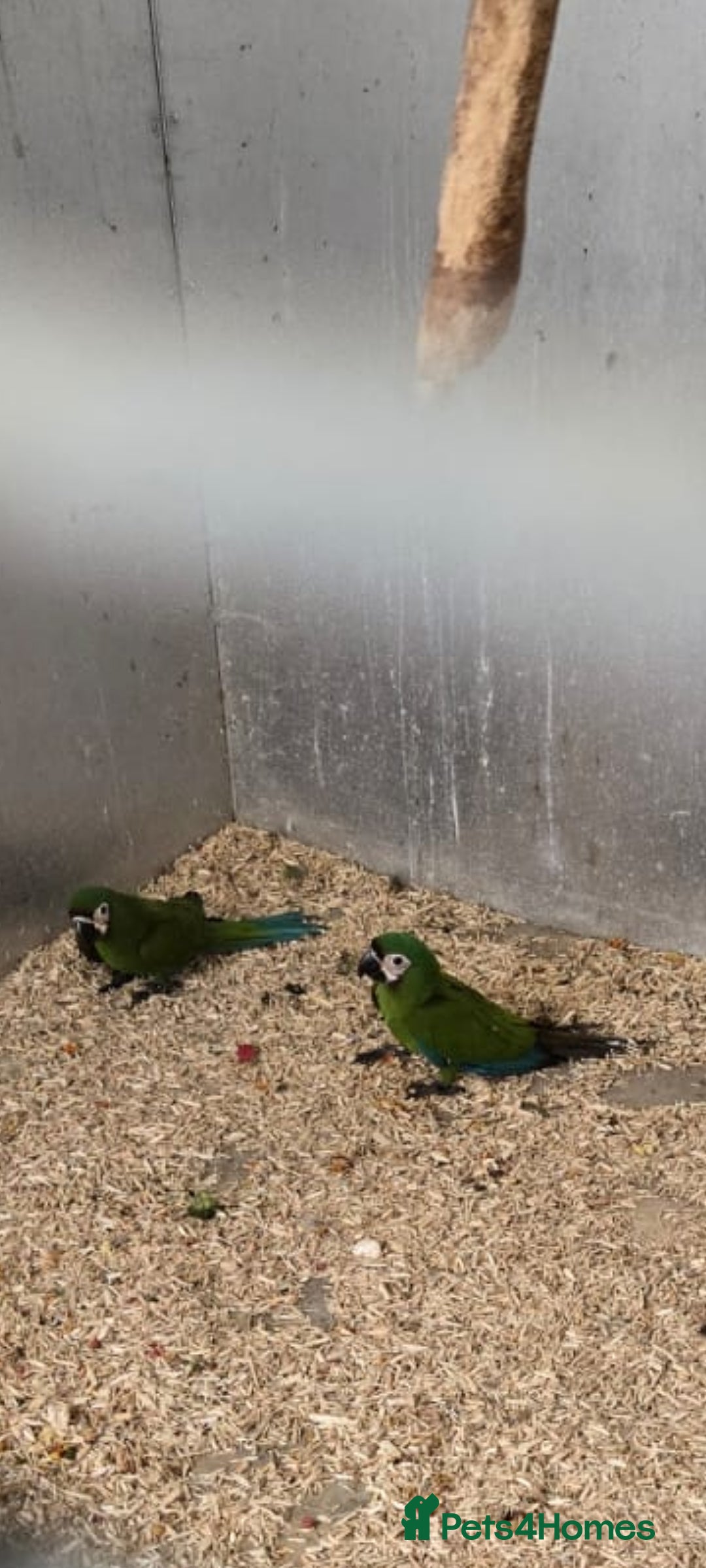 Macaws birds for sale: Chestnut fronted severe macaws - Image 16