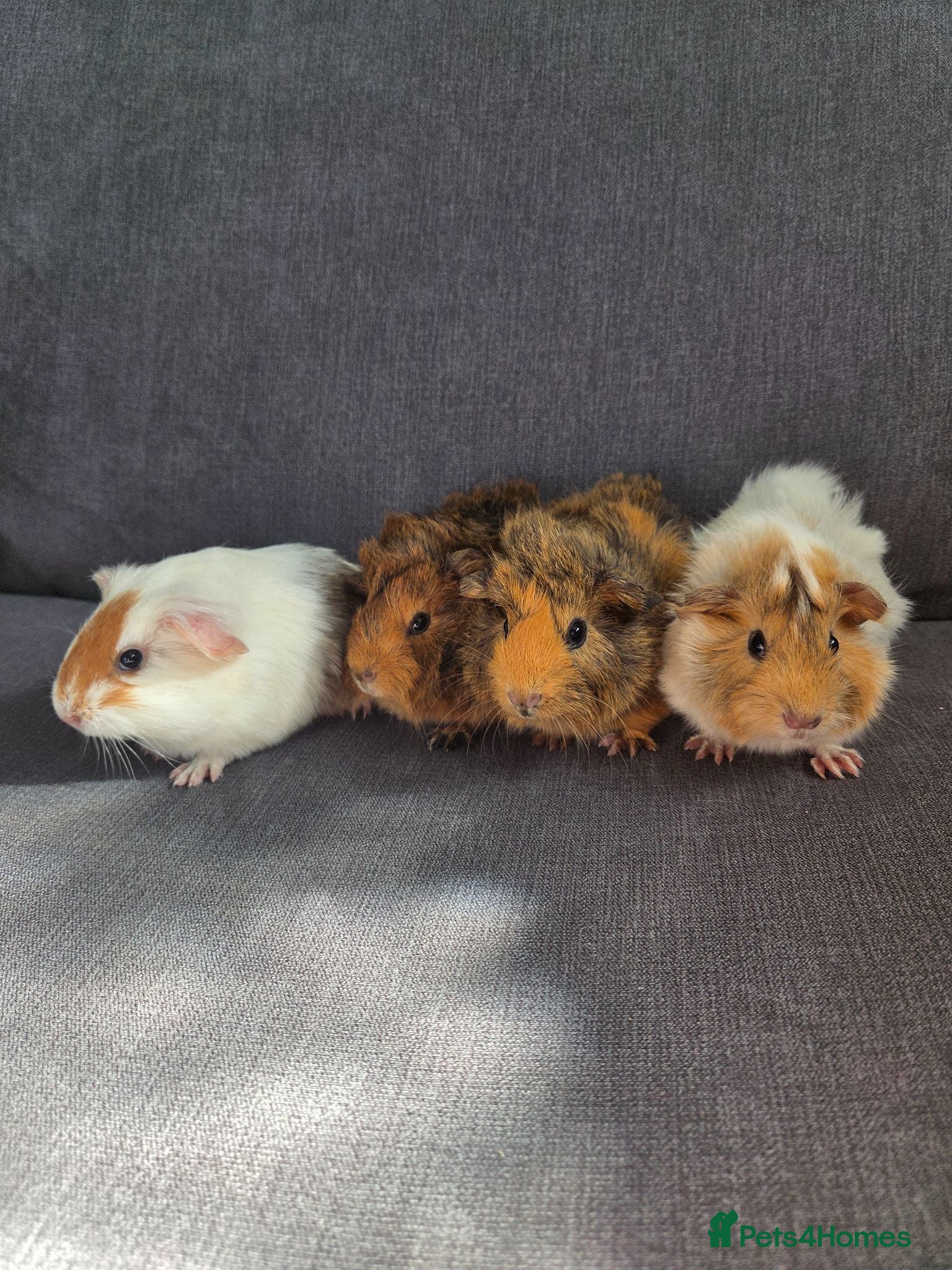 Guinea Pig rodents Baby guinea pigs  - Advert 12