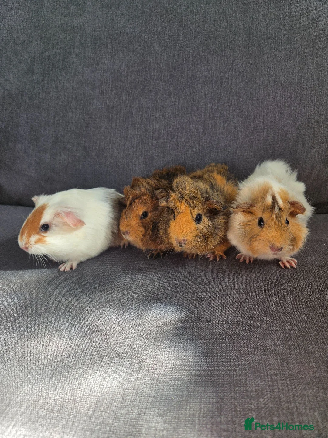 Guinea Pig rodents for sale: Baby guinea pigs  - Advert 1