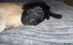 Cavachon dogs for sale:  🐶✨Cavapoochon Puppies ready to reserve 🐶✨ - Image 14