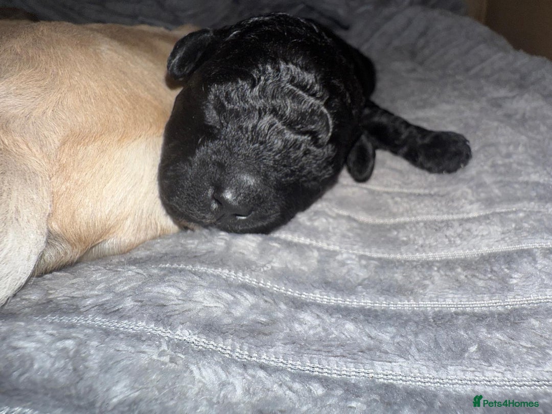 Cavachon dogs for sale:  🐶✨Cavapoochon Puppies ready to reserve 🐶✨ - Image 14