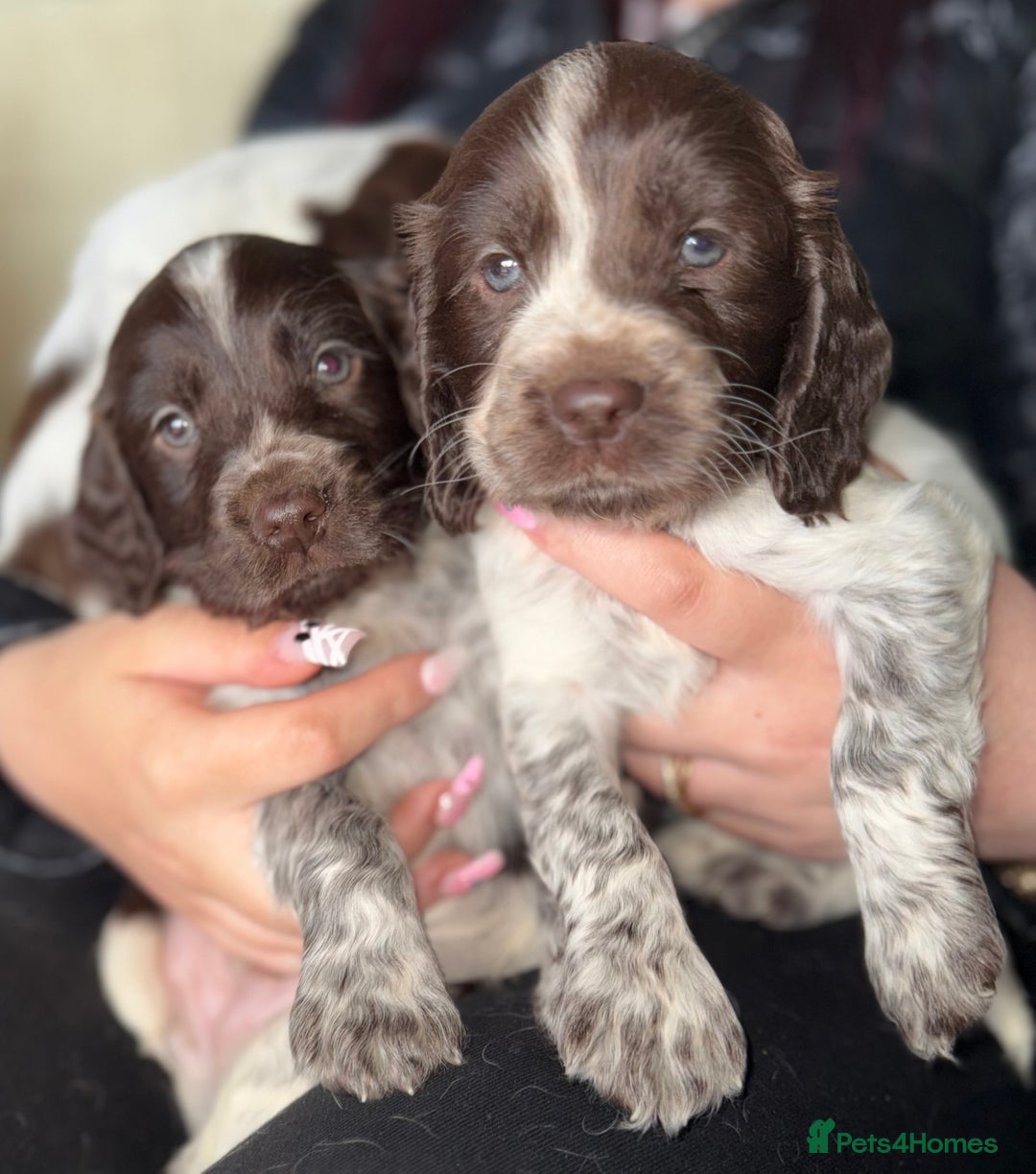 Sprocker dogs for sale: unbelievably marked sprockers 😍 - Image 14