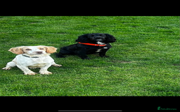 Cocker Spaniel dogs for sale: Merle cocker spaniels  - Image 28