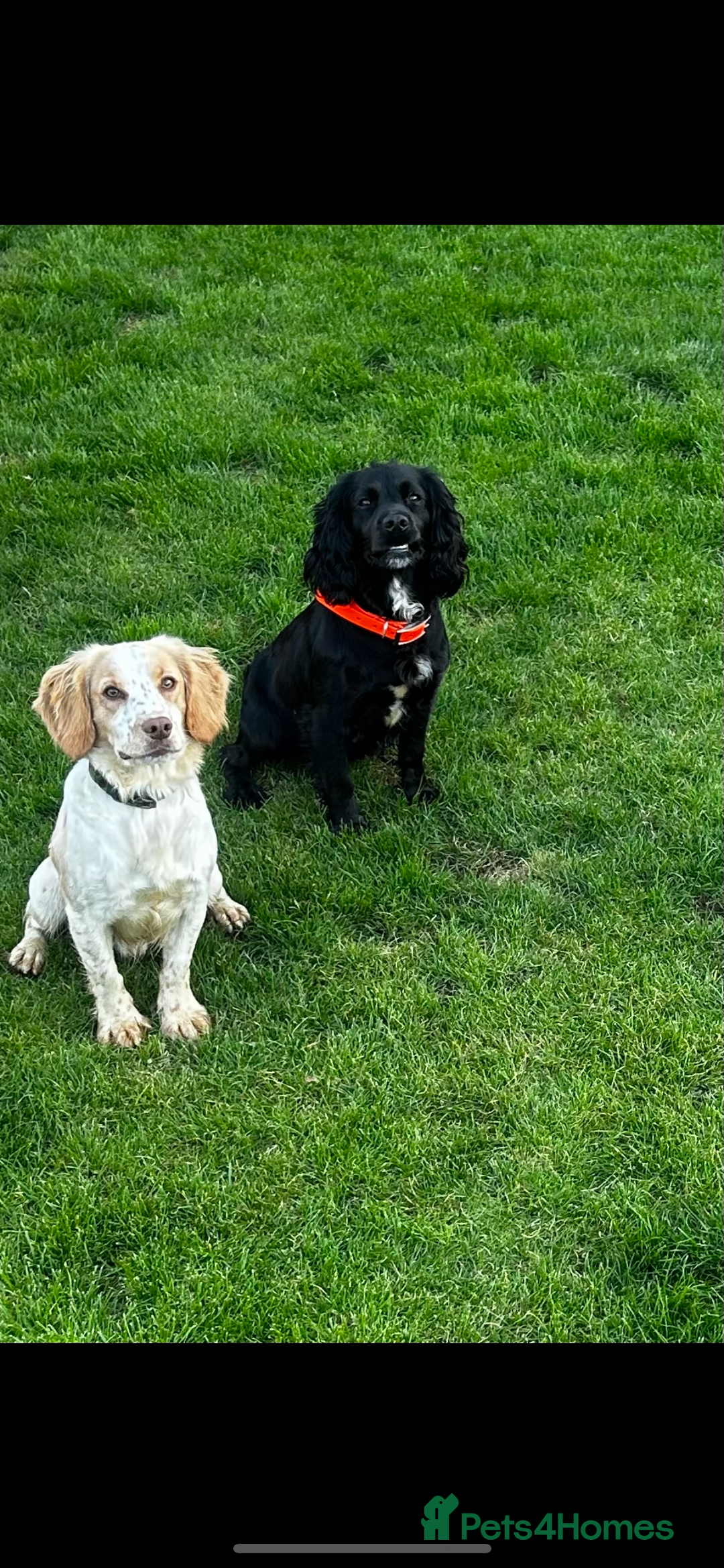 Cocker Spaniel dogs for sale: Merle cocker spaniels  - Image 28