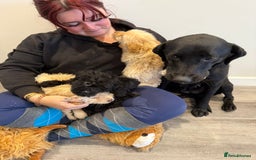 Labrador Retriever dogs for sale: Ready now labradoodles  - Image 7