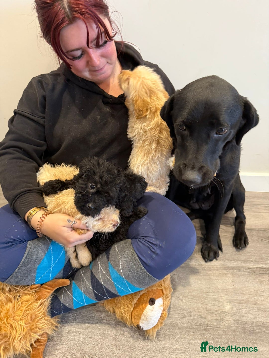 Labrador Retriever dogs for sale: Ready now labradoodles  - Image 7