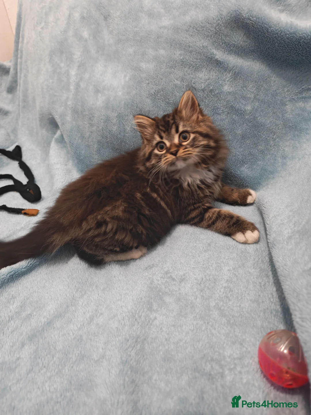 Mixed Breed cats for sale: Sccotis flod & Fluffy kittens VIDEOS - Advert 9