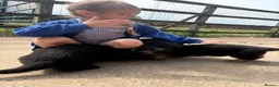 German Shepherd dogs for sale: Gorgeous  Home Bred German Shepherd Girls - Advert 22