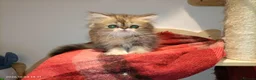 Persian cats for sale: Persian kittens  in Stoke-on-Trent - Advert 8