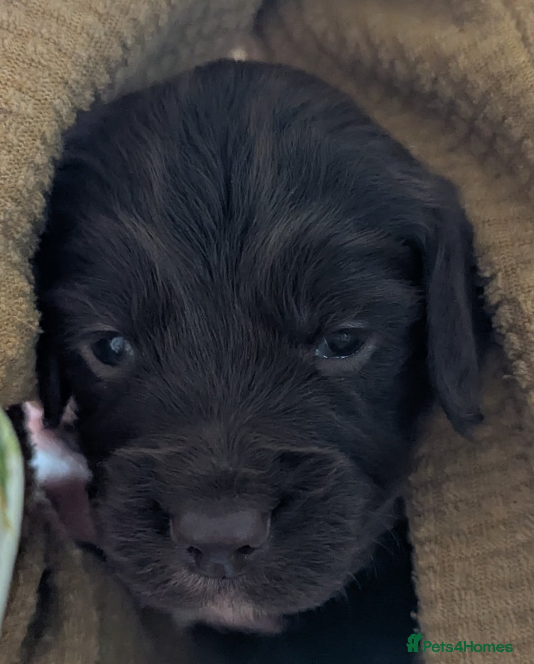 Sprocker dogs for sale: Sprocker Spaniel Puppies - Image 5