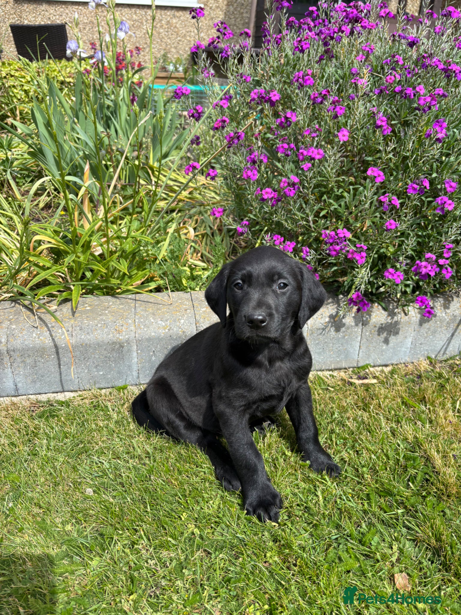 Labrador Retriever dogs QUALITY LABRADOR PUPPIES READY TO LEAVE NOW - Advert 1