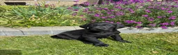 Labrador Retriever dogs for sale: QUALITY BLACK FEMALE LABRADOR READY TO LEAVE NOW  - Advert 2