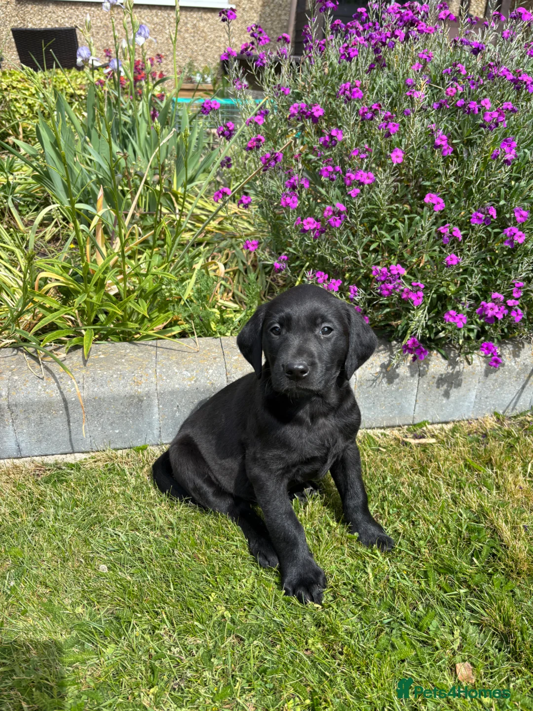 Labrador Retriever dogs for sale: QUALITY BLACK FEMALE LABRADOR READY TO LEAVE NOW  - Advert 2