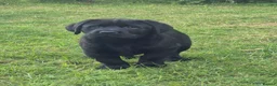 Labrador Retriever dogs for sale: KC Reg Black Labrador Puppies - Ready to Go! - Advert 3