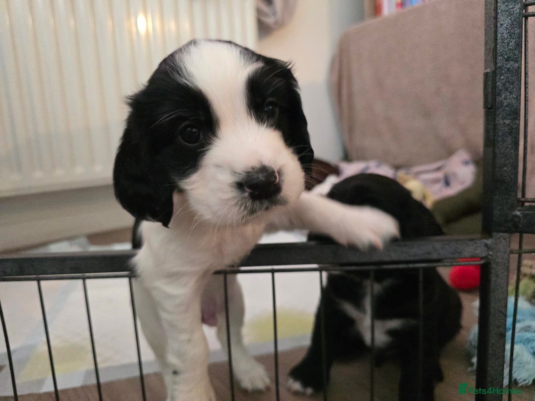 Sprocker dogs for sale: 2 x black and white Sprocker puppies - Advert 9