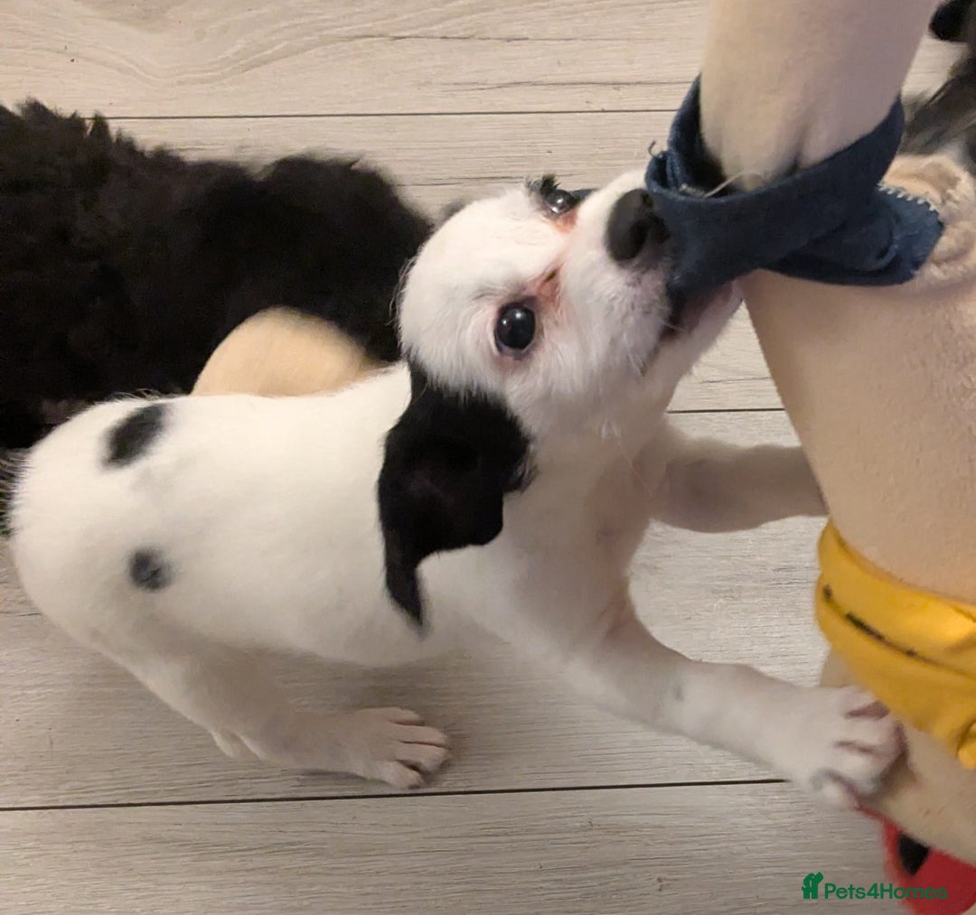Mixed Breed dogs for sale: Cockapoo x cairn terrier - Image 10