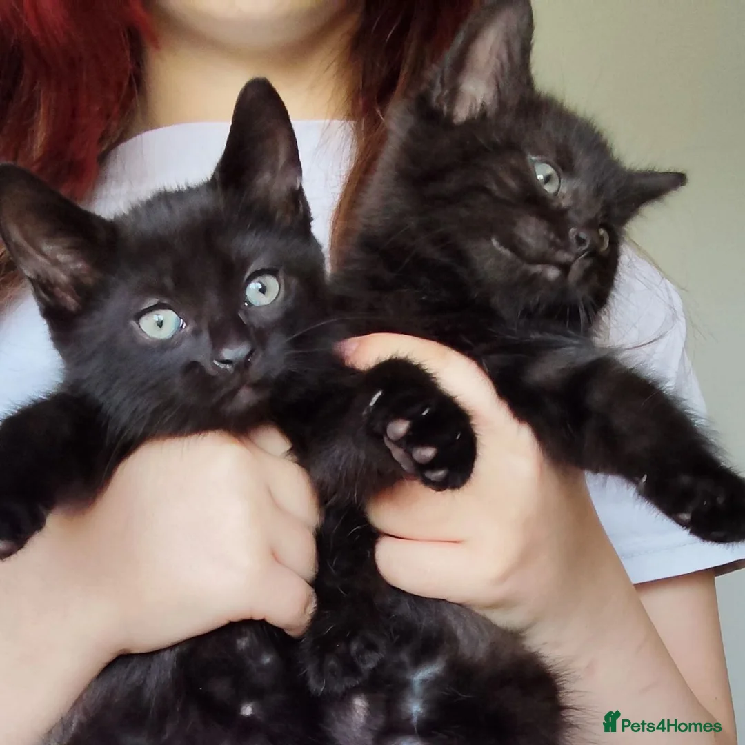 Mixed Breed cats for sale: 2 Boys - Advert 5