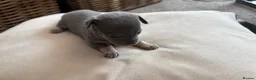 Chihuahua dogs for sale: Five Smoothcoat Chihuahua puppies for sale - Advert 28