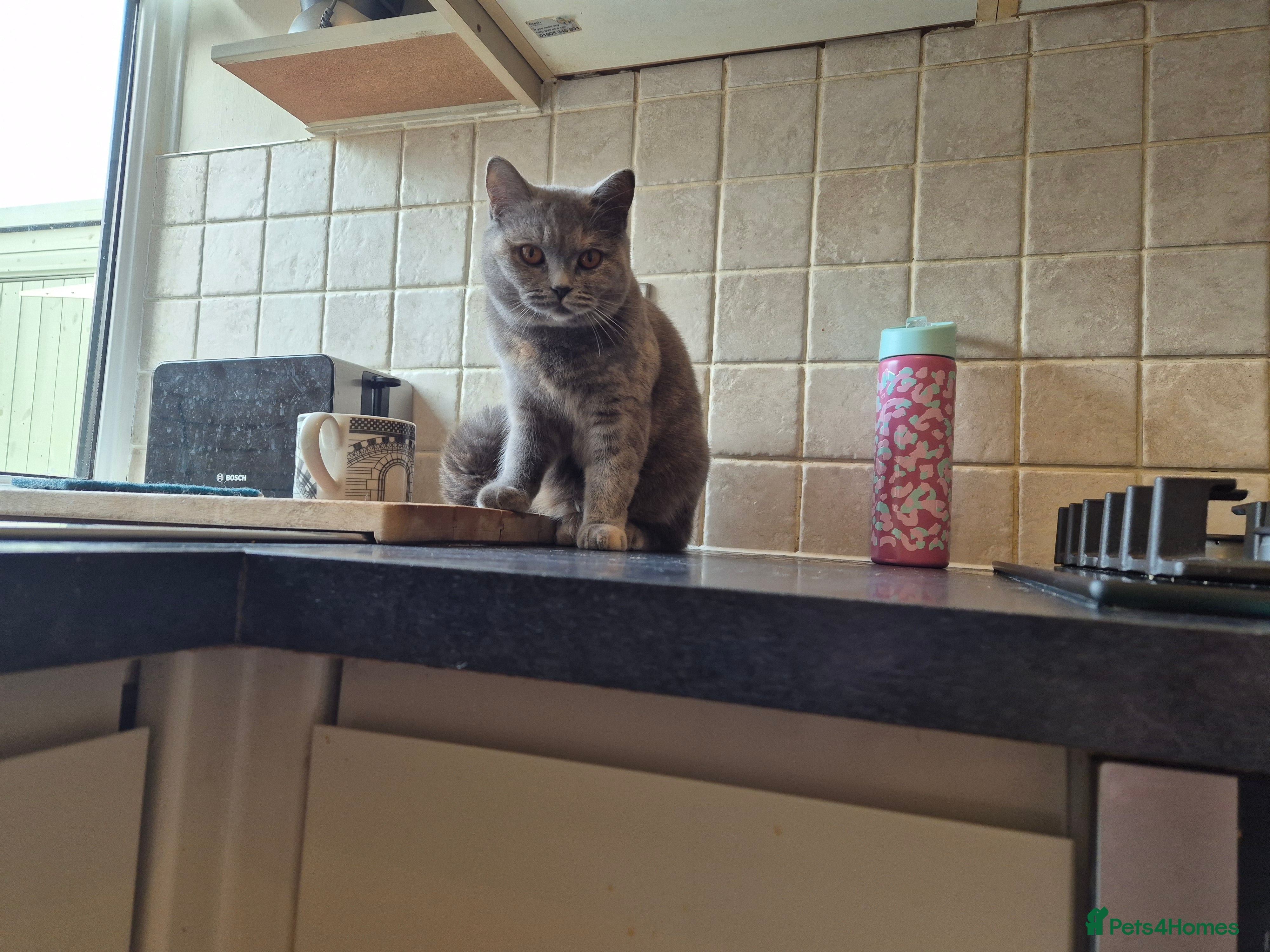 British Shorthair cats British shorthaired with excellent pedigree. - Advert 4