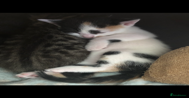Mixed Breed cats - Advert 13