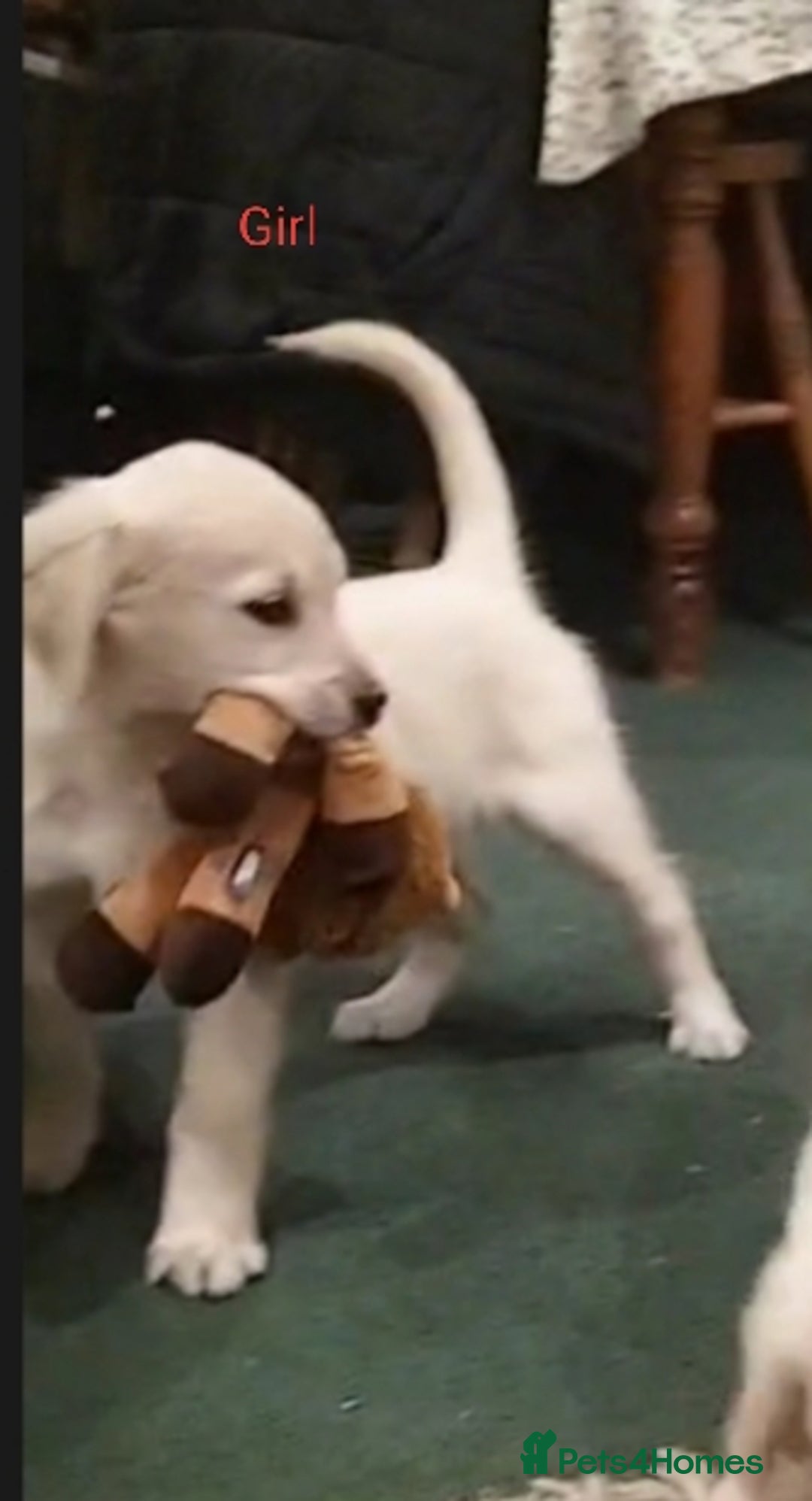 Golden Retriever dogs for sale: GOLDEN RETRIEVER PUPS - Advert 3